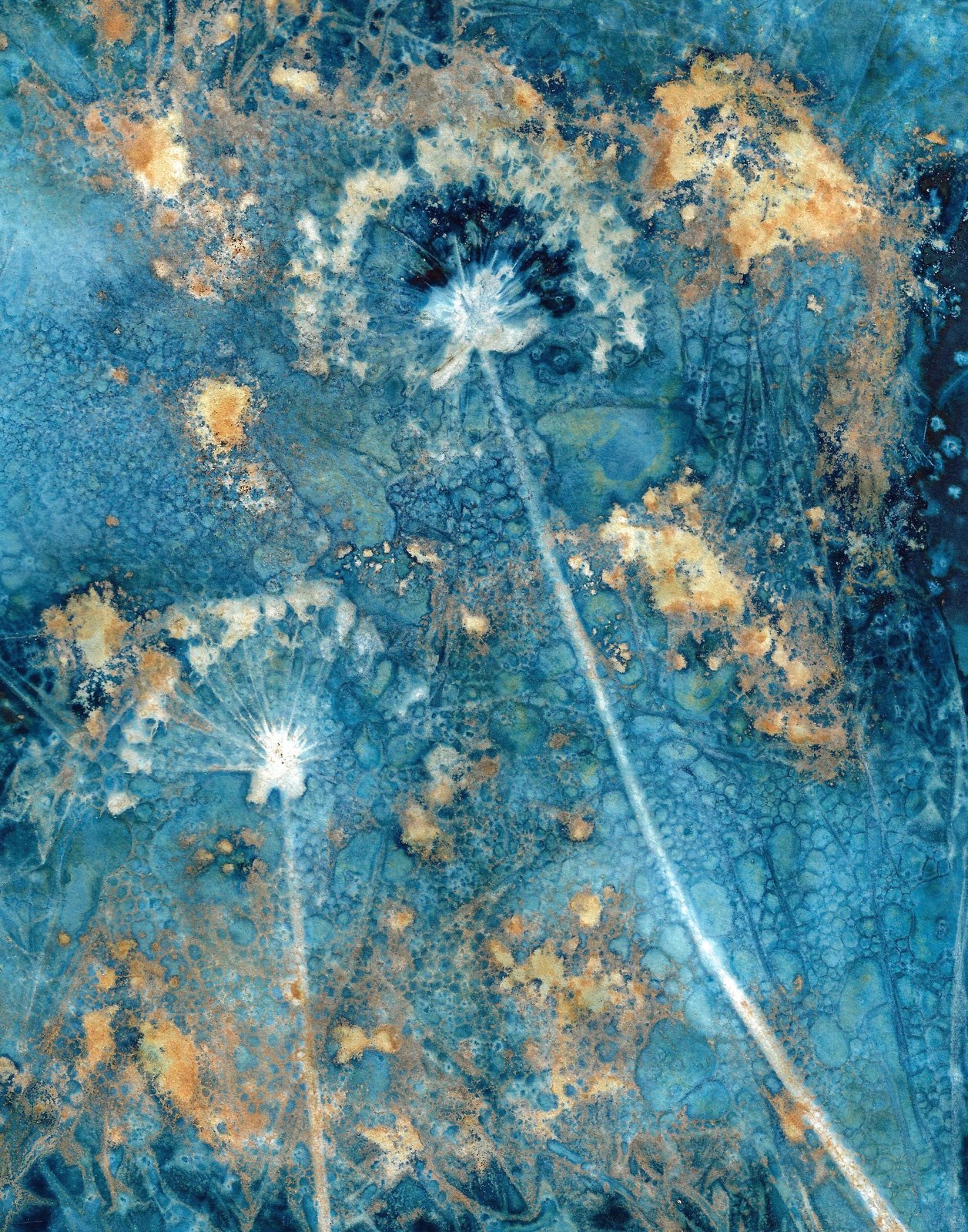 Two Stems — Wet cyanotype of two allium plants