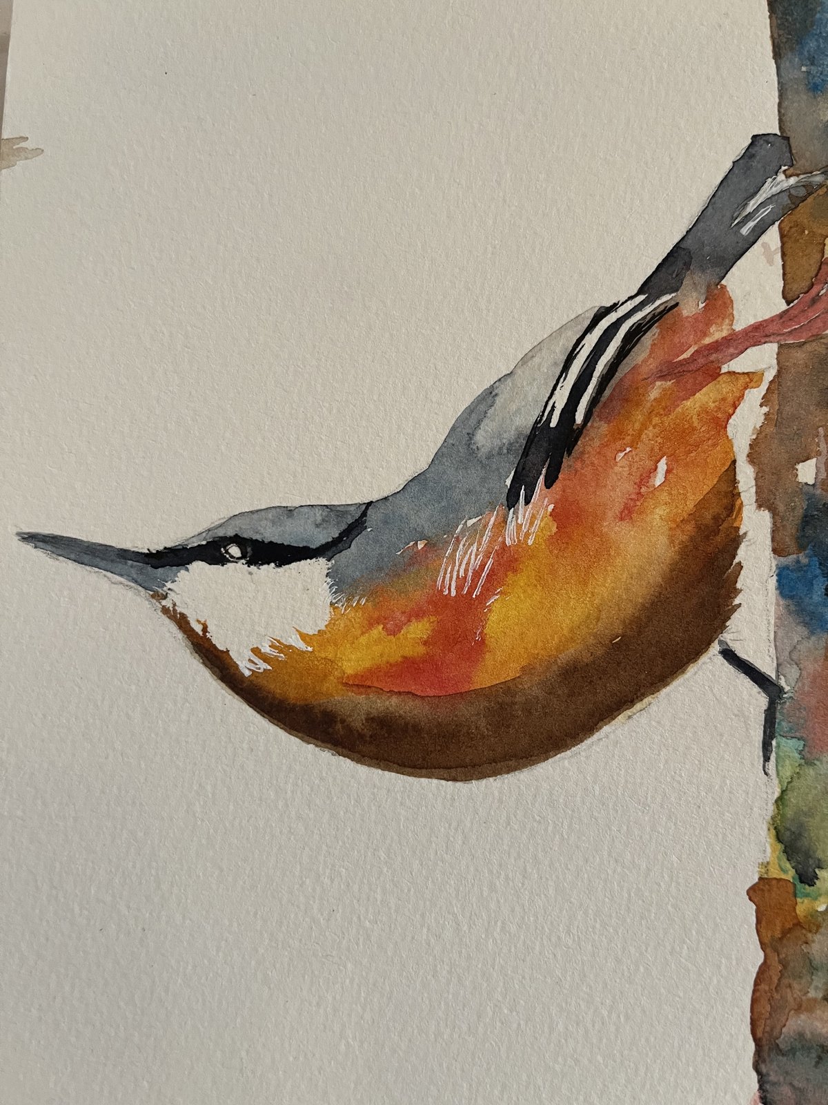 Nuthatch Stretch — Watercolor