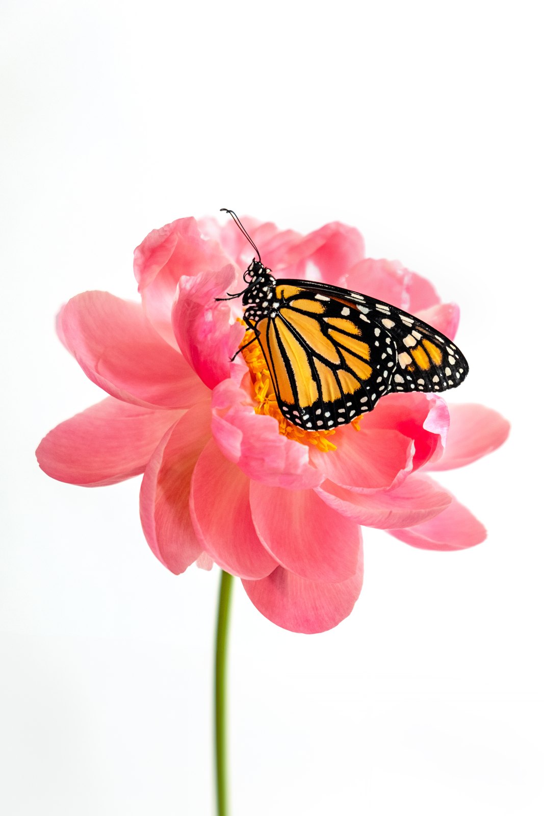 El vuelo de mis pasos (The flight of my steps) — Digital photography